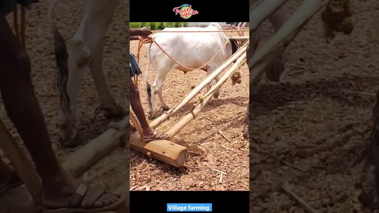 Village farming using Bullock 