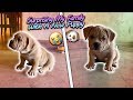 Surprising My Family With A New Puppy!! (Super Cute)