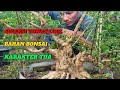 Seleksi tunas liar yang tidak dipakai 😱 #bonsai #bonsaitree #bonsaisancang