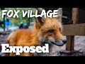 The reality of Fox village Japan (I WAS SHOCKED)