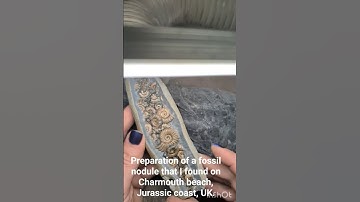 multi ammonite fossil preparation with pneumatic tools and iron powder.