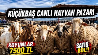 KÜÇÜKBAŞ CANLI HAYVAN  FİYATLARI 7-8-9 BİNE KOYUN KUZU VAR #hayvanpazari #küçükbaş #koyun #keçi