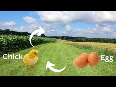 Video: Ako kŕmiť repu pre dobrú úrodu