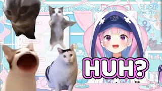 Aqua and Her Cat Memes 【Hololive】