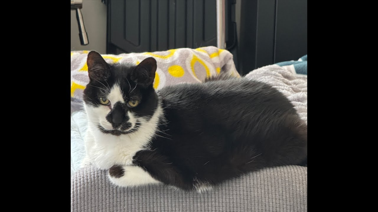 Cat videos JTB : The Cat Lounge: Relax & Watch