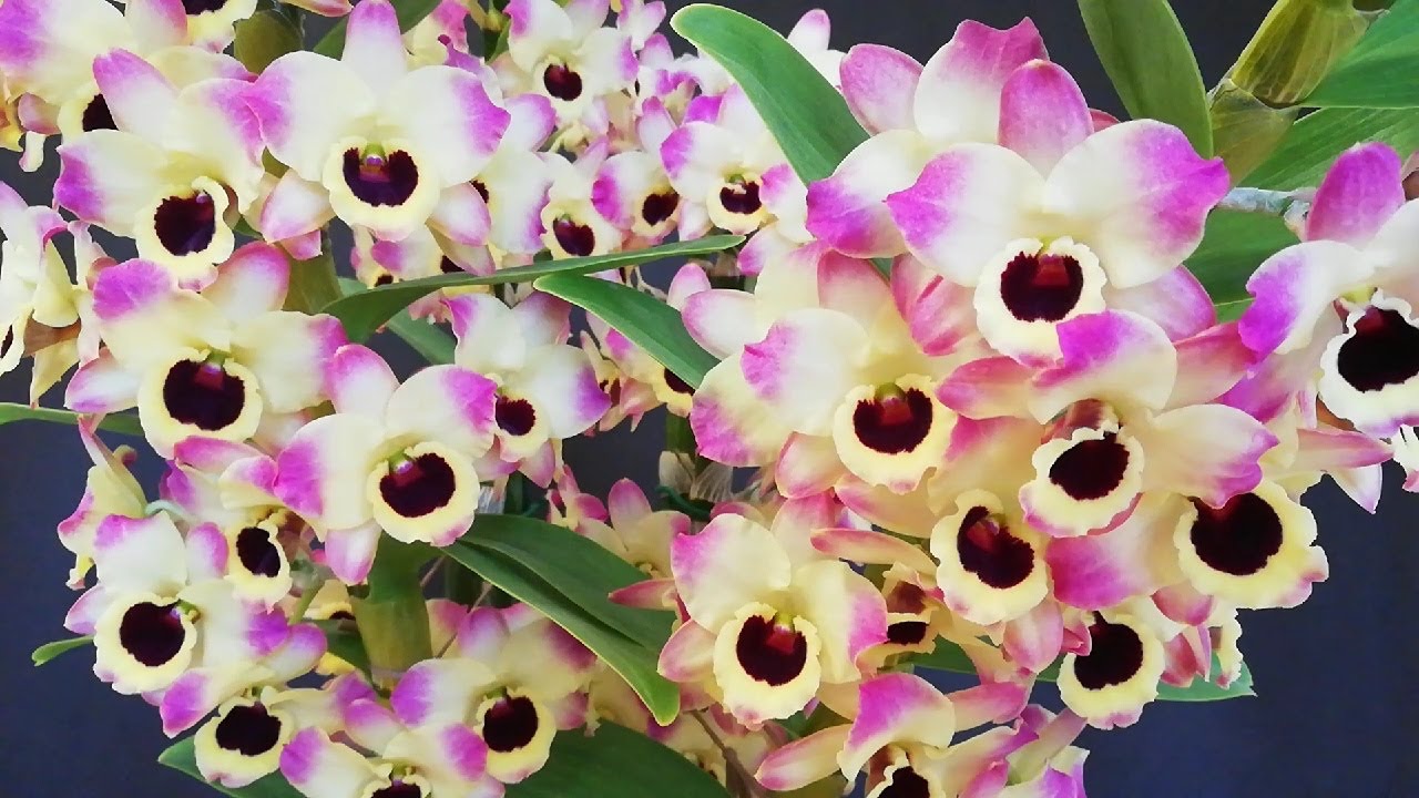 Logra una Floración Impresionante en tu Orquídea Dendrobium nobile