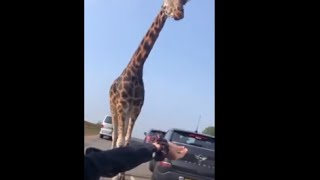 Woman Got To Hand Feed A Giraffe at West Midlands Safari Park