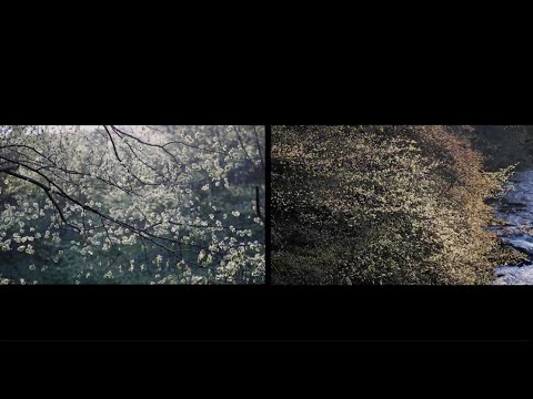 Official Music Video