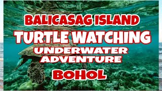 TURTLE WATCHING UNDERWATER ADVENTURE IN BALICASAG ISLAND