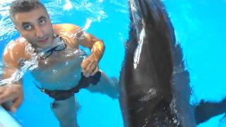 Наро инструктор тренировки дельфина
