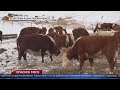 На прилавки рынков Казахстана может попасть мясо больных животных.