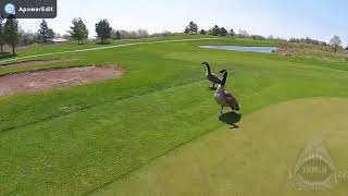 FULL SONG: HONK The Ducks (Official Video) FEAT. The Geese Army