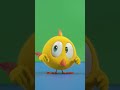 Watch out Chicky! #funnyanimals #shorts  #chicky | Cartoon in English for Kids