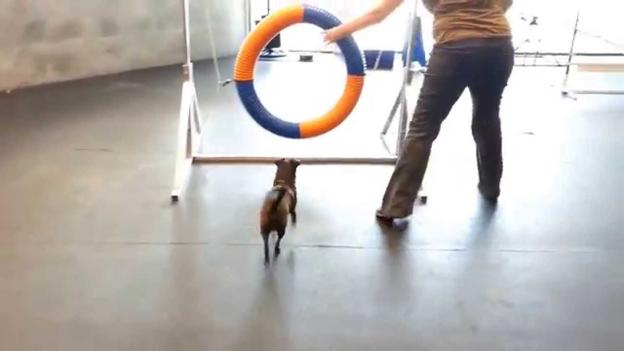 Dog Agility Practice Chiweenie At Zoom Room Hollywood