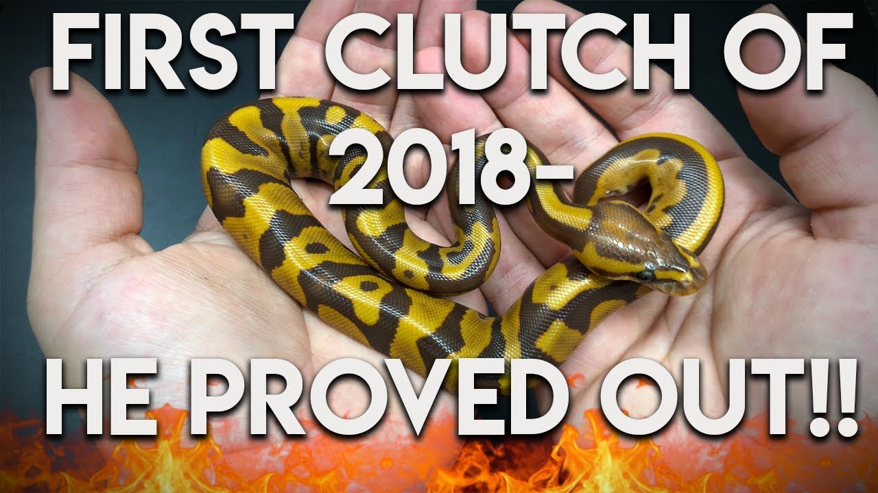 ball python breeders in ohio First clutch of 2018- HE PROVED OUT!!