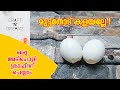 Wall Decor | Egg Shell Craft | Egg Shell Flowers on Cardboard | CRAFT