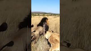 Lion Sister Chases Brother | The Lion Whisperer