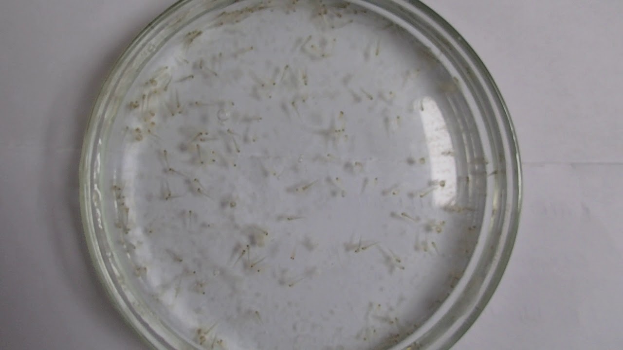 Common carp eggs fertilized with control (non-cryopreserved) milt @nbfgr training prog. on 15.3.2019