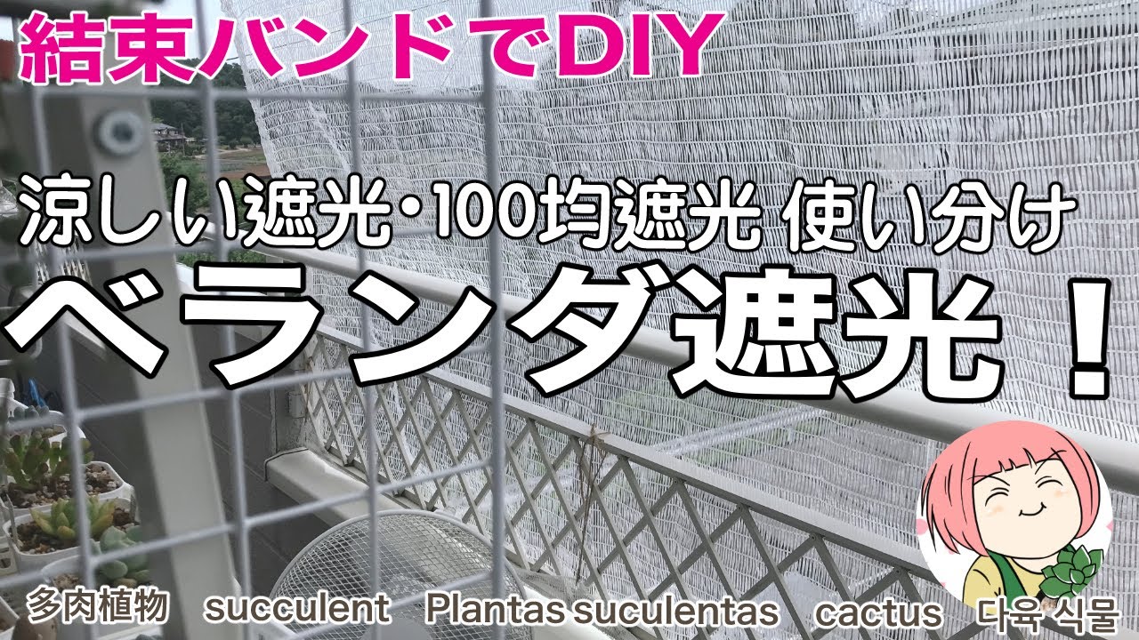 113 多肉植物 結束バンドdiyベランダ遮光始めます 涼しい遮光 100均遮光使い分け Youtube