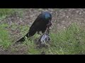 A grackle kills and eats a sparrow
