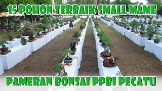 15 POHON SMALL MAME TERBAIK KELAS PROSPEK || Pameran Bonsai Pecatu Bali