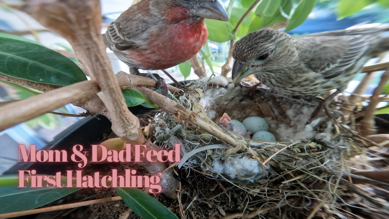 House Finch Family Hatchling 1 (4K) YouTube