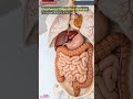 Elephant 🐘 Digestive System Animation/Animal Anatomy/Animal AI Art/30