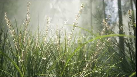 Grass Flower Field with Soft Sunlight for Background. | Motion Graphics - Envato elements