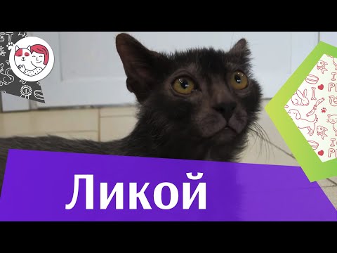 Видео: Порода кошек Lykoi гипоаллергенна, здорова и продолжительна