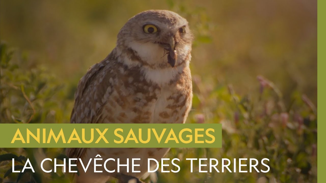 La Chevêche des terriers, rapace opportuniste