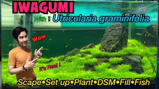 IWAGUMI Aquascape - ปลูกต้น Utricularia graminifolia(หญ้ากระดาษ) โดยวิธี DSM