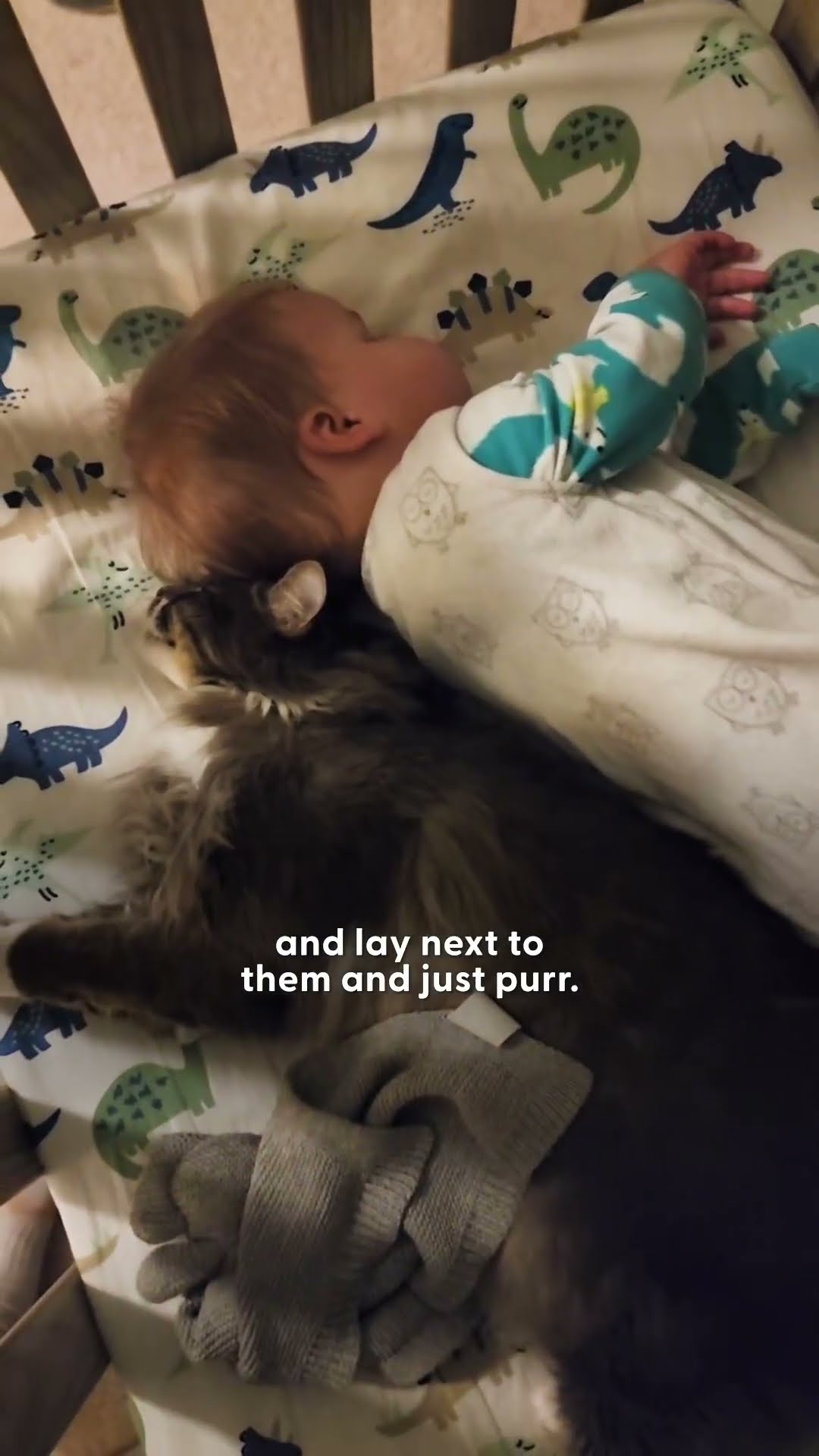 Cat’s Favorite Chair Proves He’s the Baby of the Family | The Dodo