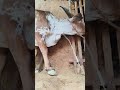 Mathur Mondal has done intravenous cannulation in jugular vein in a Gir cow