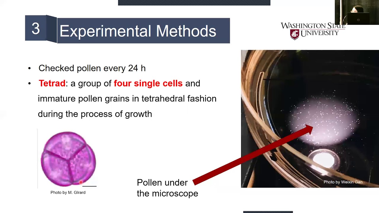 Weixan Gan - Compare blueberry pollen vigor and germination between 4 different cultivars
