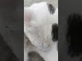 Terlihat Bersih Buluku #cat #sipus#catlove#cute #kucing #kucinglucu #cutecat #shortvideo #klanayuda