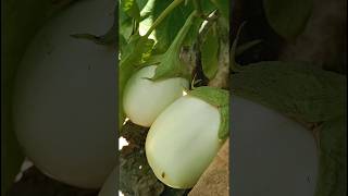 Terong Besar Berbuah Lebat