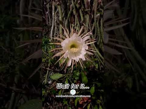 Vídeo: Cereus Peruvianus - Saiba mais sobre The Night Blooming Cereus