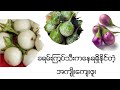 ခရမ်းကြွပ်သီး ကနေရရှိနိုင်တဲ့ ကျန်းမာရေးအကျိုးကျေးဇူး  I  Health Benefits of Thai Eggplants
