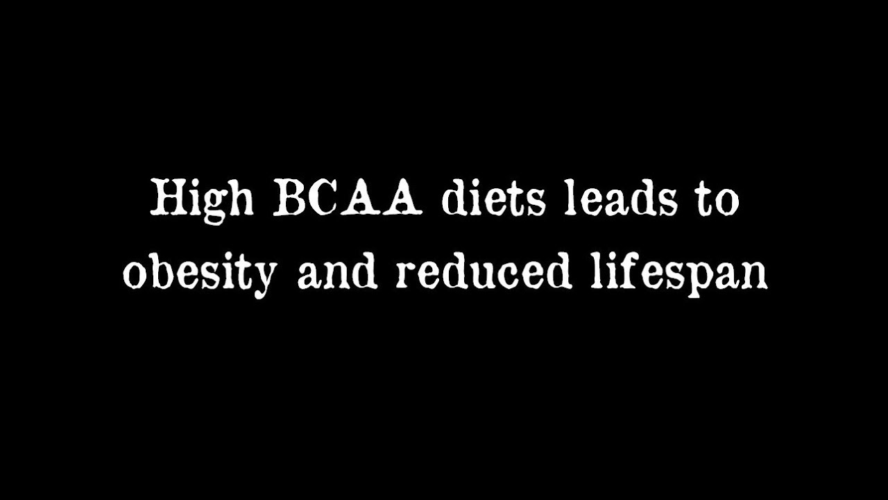 BCAA укорачивает жизнь и приводит к ожирениюBCAA leads to obesity