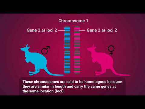 วีดีโอ: ได้โครโมโซมจากพ่อกี่อัน?