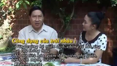 TRÁI NHÀU - công dụng của trái nhàu (lương y Nguyễn Công Đức)
