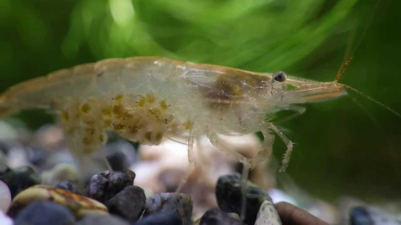 エビ水槽 ヌカエビ 抱卵個体 アクアリウム Youtube