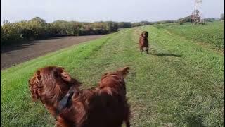 Irish Setter walk, nothing more... Setery na spacerze, nic więcej się nie wydarzy...
