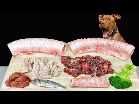 ボリボリ食べるピットブルの咀嚼音がクセになる!犬のごはん