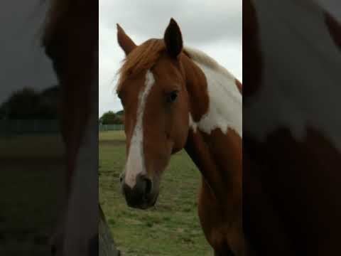 Video: Houden paarden van appel?