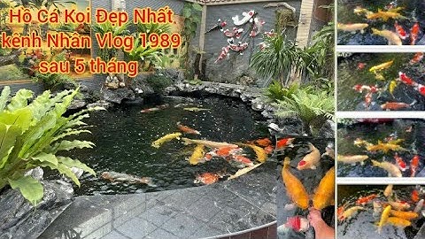 Hồ Cá Koi Tuyệt Đẹp Nuôi Toàn Koi Nhật Khủng - Nhìn Là Mê Nuôi Cá Koi Liền Luôn.Hồ A Tài ở Thái Bình