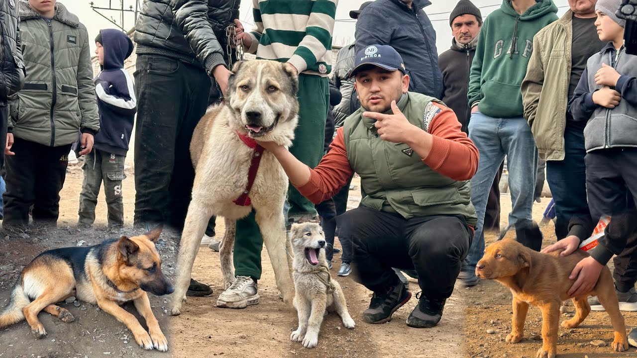 НАМАНГАН ИТ БОЗОРИ НАРХЛАРИ Наманганский Собачий Ринок