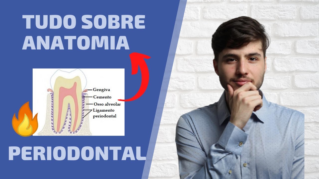 Anatomia Periodontal | Resumo do periodonto de proteção e sustentação.
