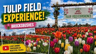 Tulip Field Experience | Brocksbushes | UK