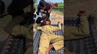 Police Men Of Drinking The Goat Milk Wait End